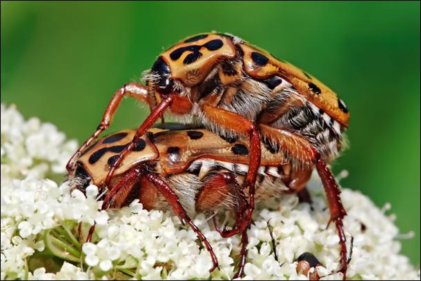Ants